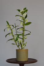 Potted dendrobium orchid with beautiful white flowers on a wooden table