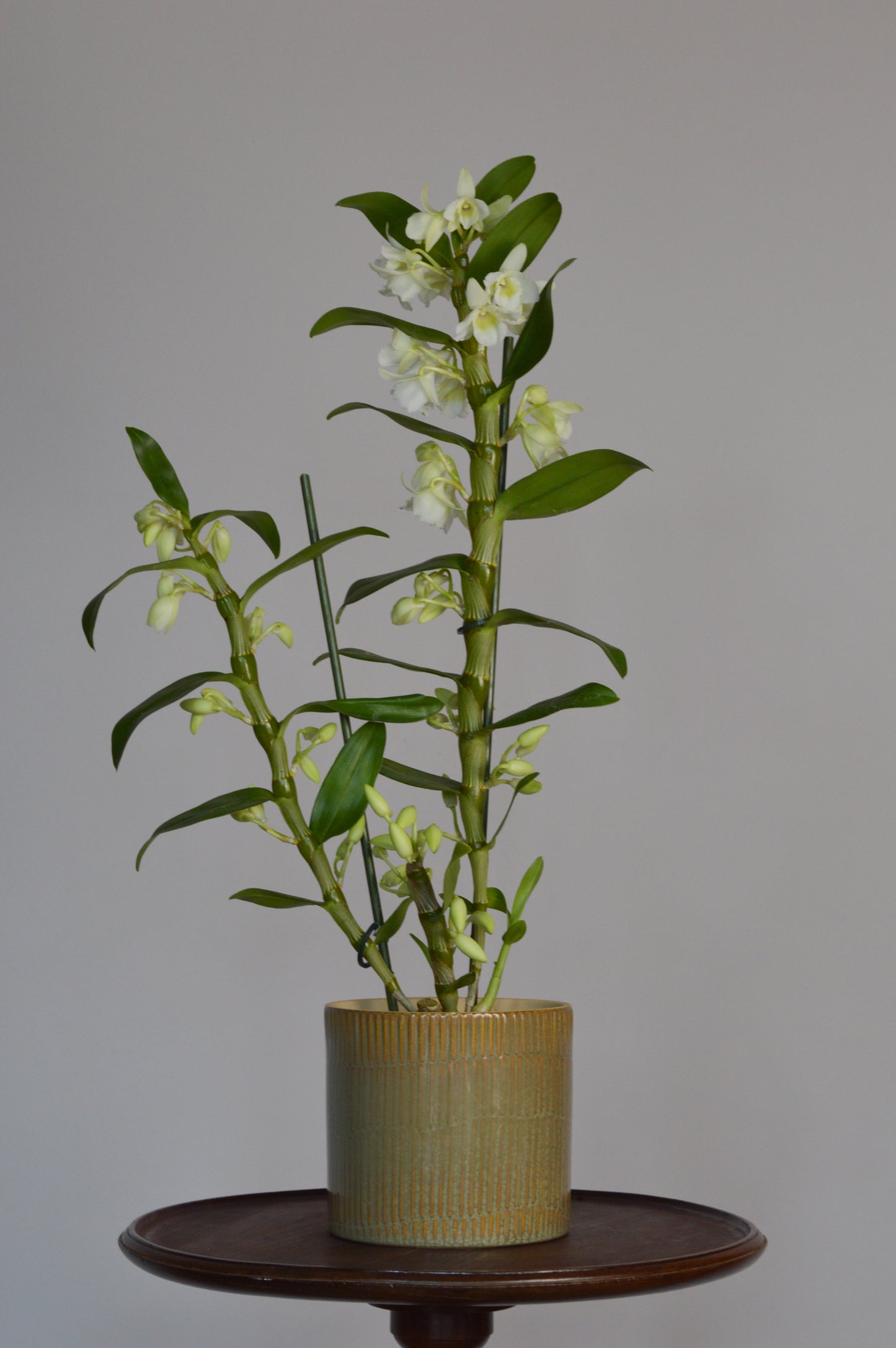Potted dendrobium orchid with beautiful white flowers on a wooden table