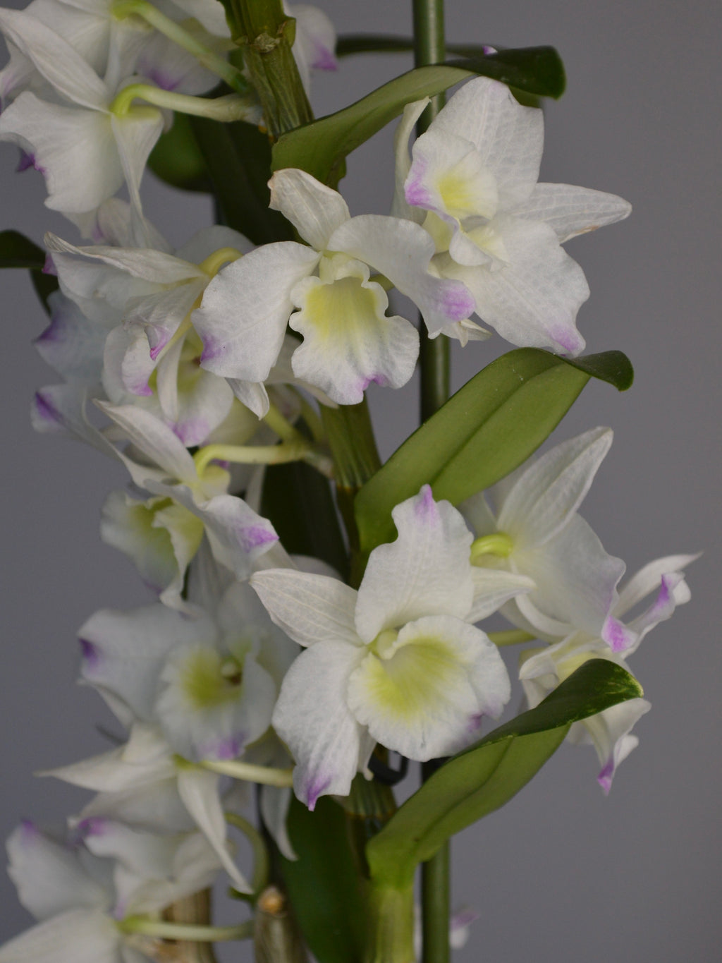 White and pink Dendrobium orchids with green leaves on a grey background