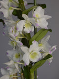 White and pink Dendrobium orchids with green leaves on a grey background