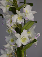 White and pink Dendrobium orchids with green leaves on a grey background