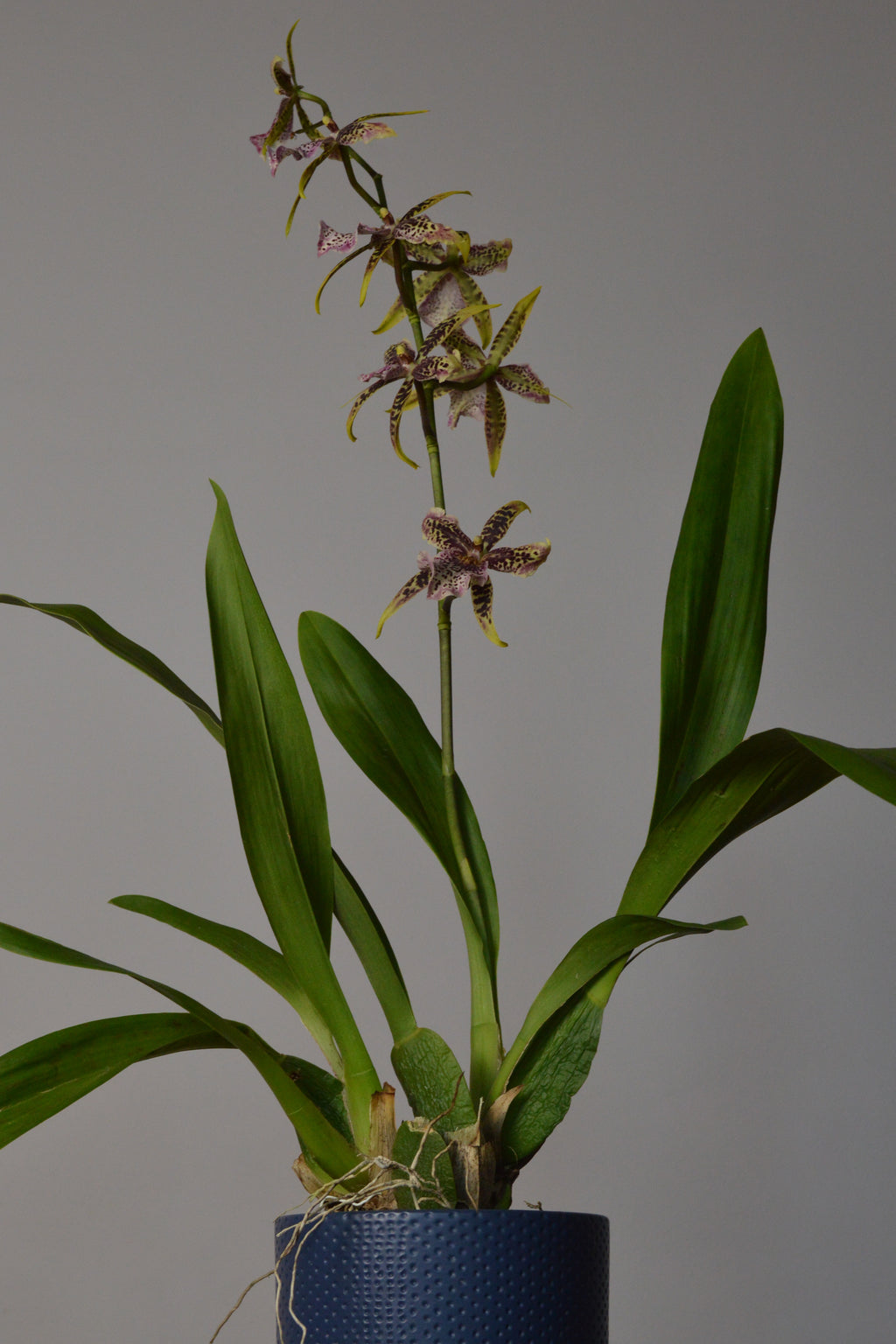 Brassia Orchid plant in a pot with beautiful yellow, brown and purple flowers