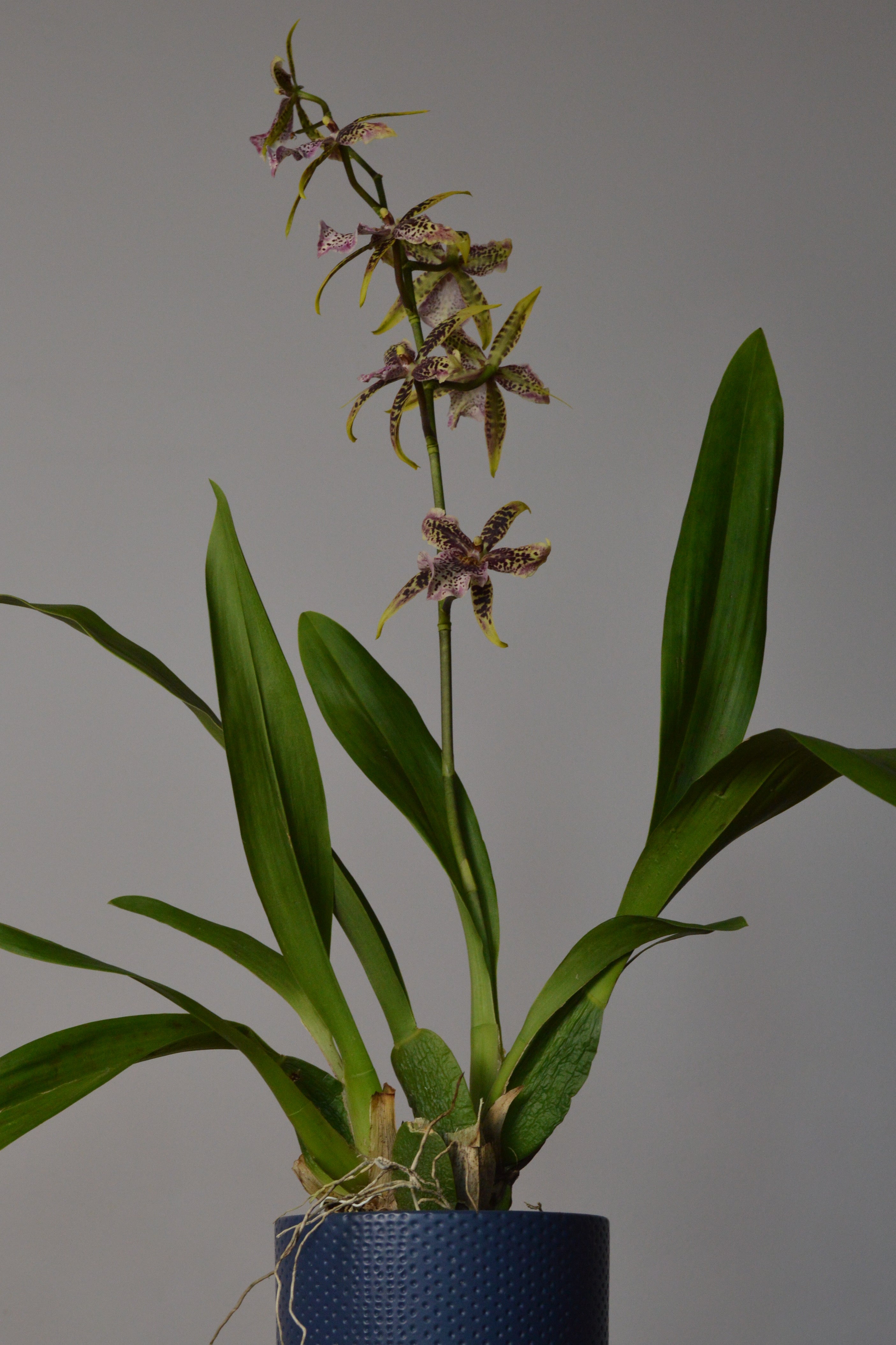 Brassia Orchid plant in a pot with beautiful yellow, brown and purple flowers