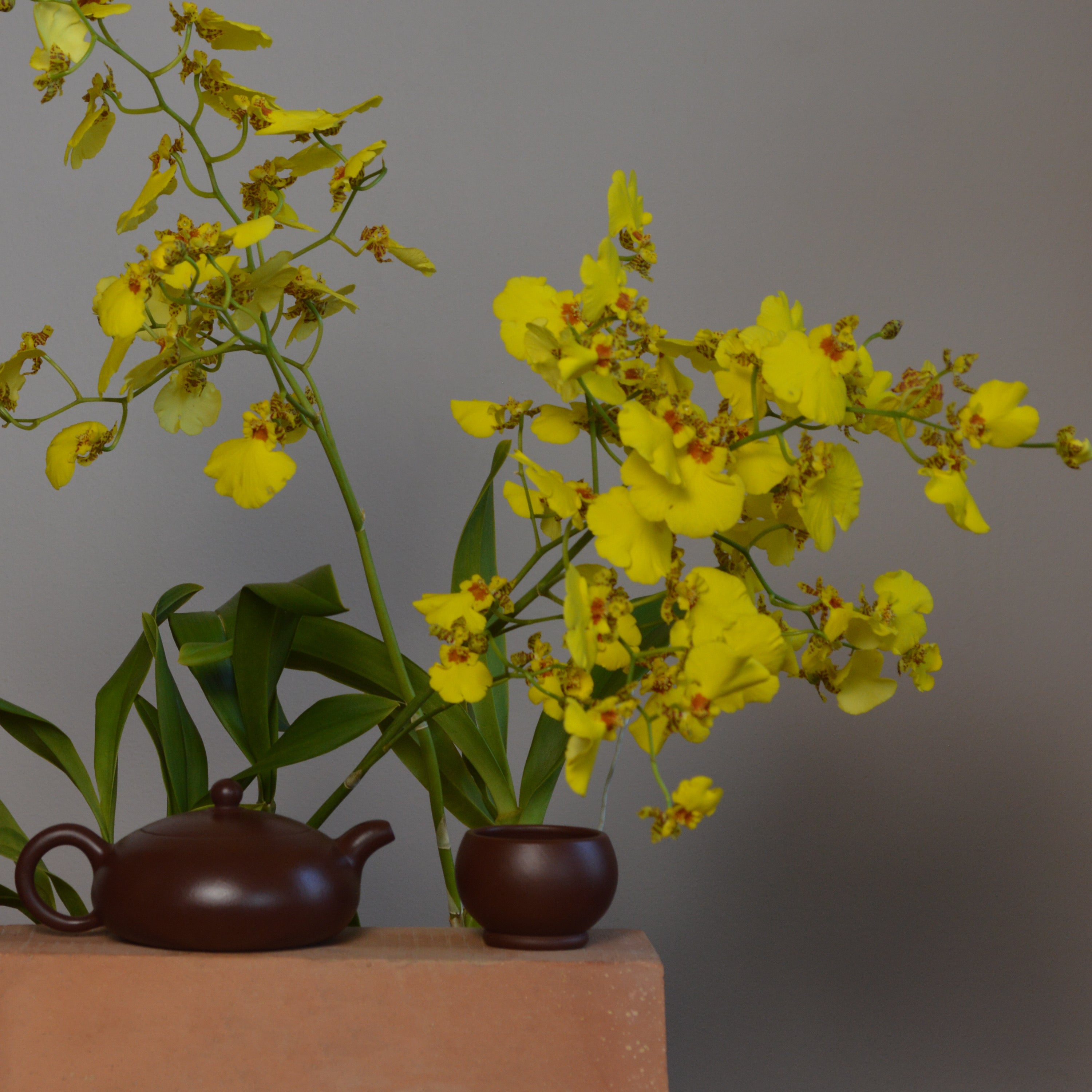Dancing lady orchid with a brown teapot and teacup placed on a terracotta block.