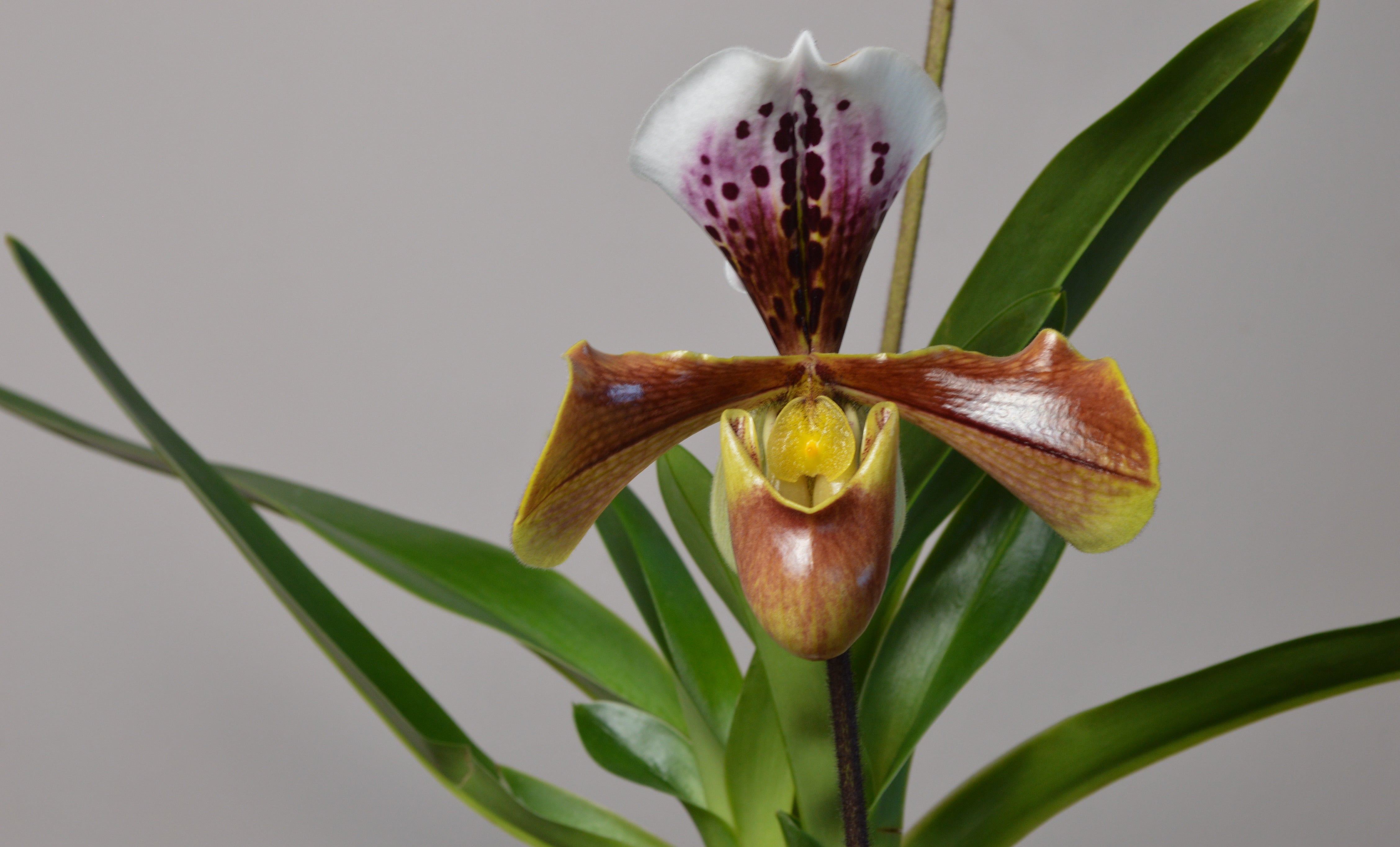 Close-up of a Paphiopedilum orchid with a brown and white lip on a grey background