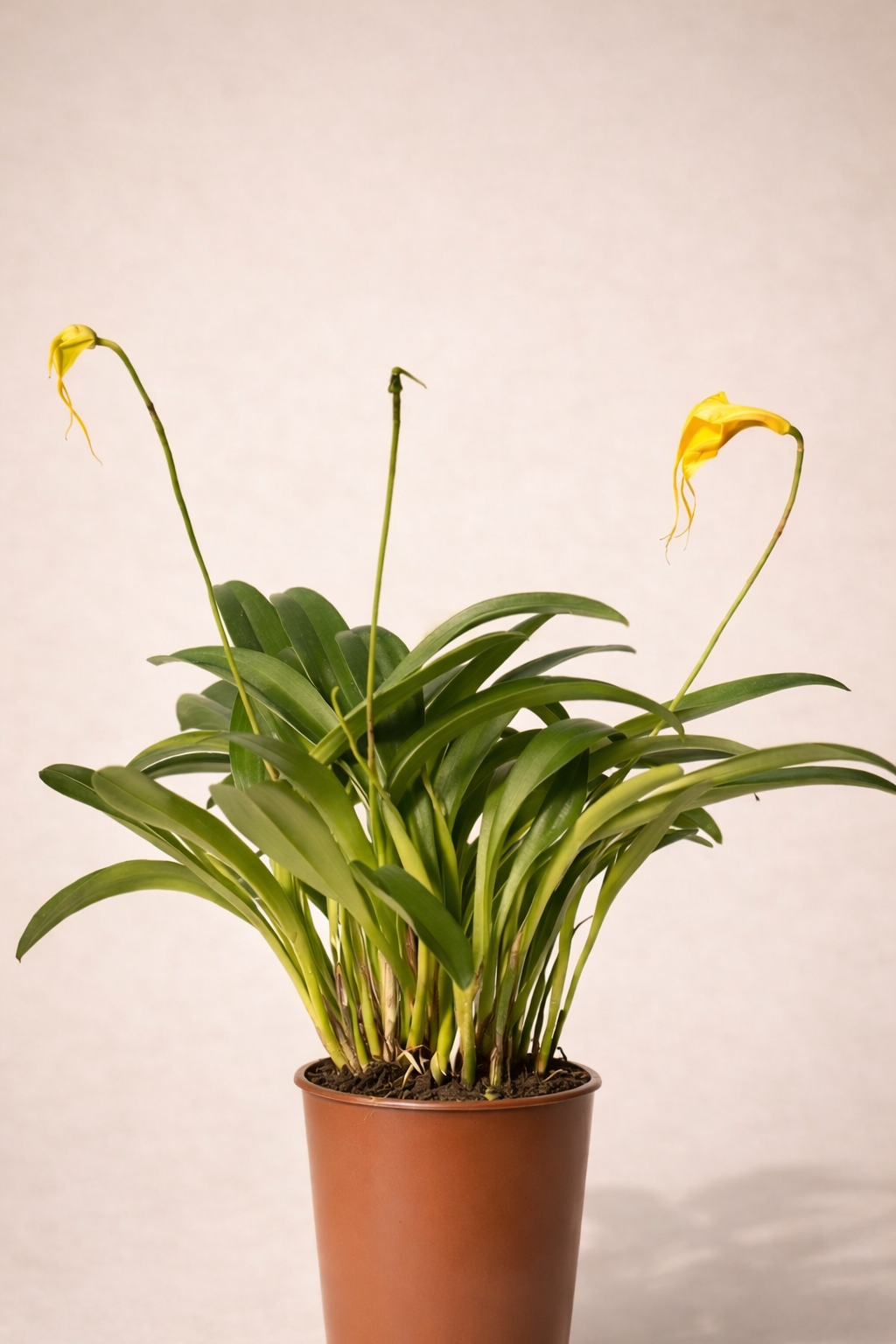 Masdevallia Orchid