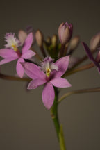 Miura Valley, Epidendrum Orchid