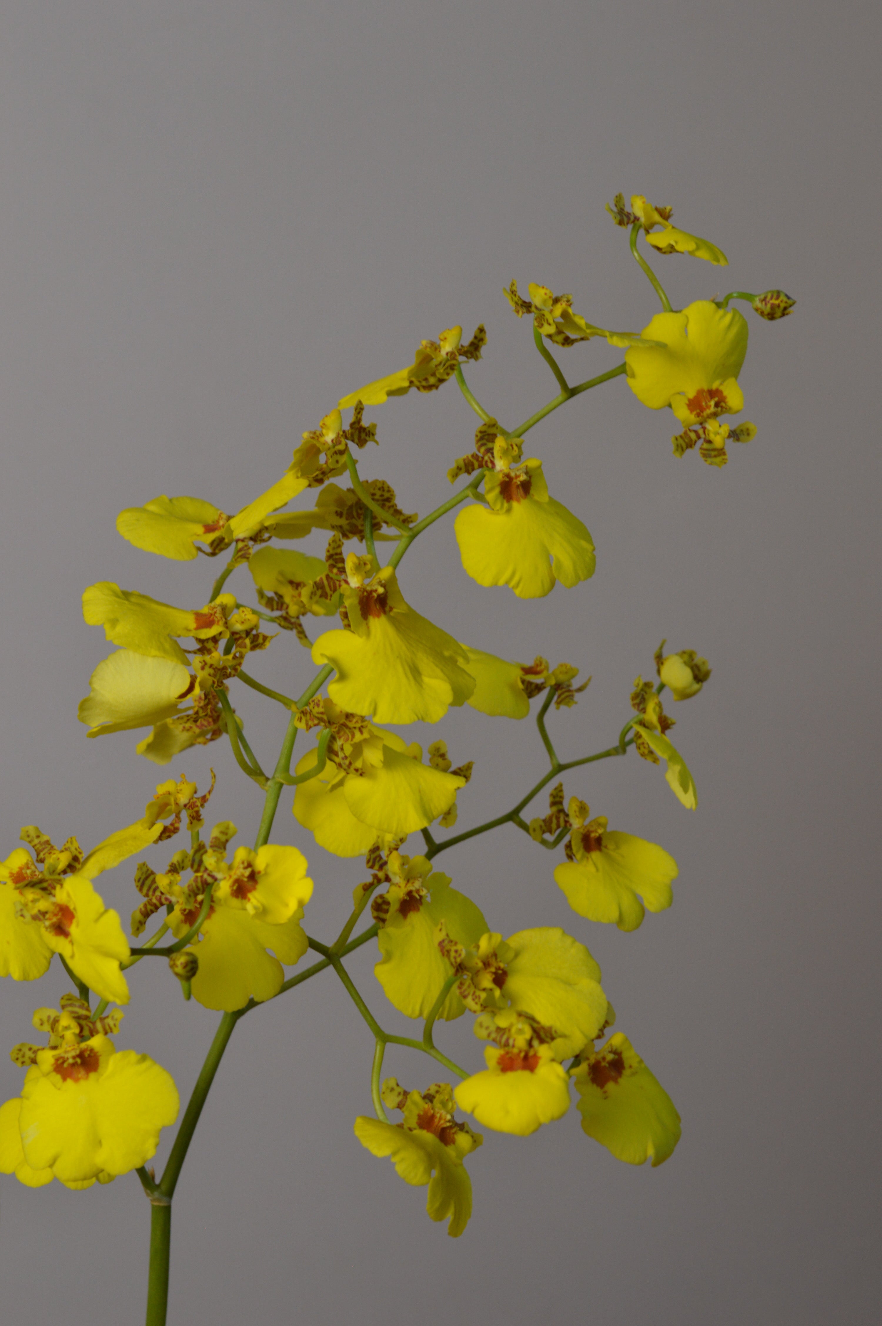 mid shot of a yellow oncidium orchid, showing the striking yellow flowers in full bloom. 