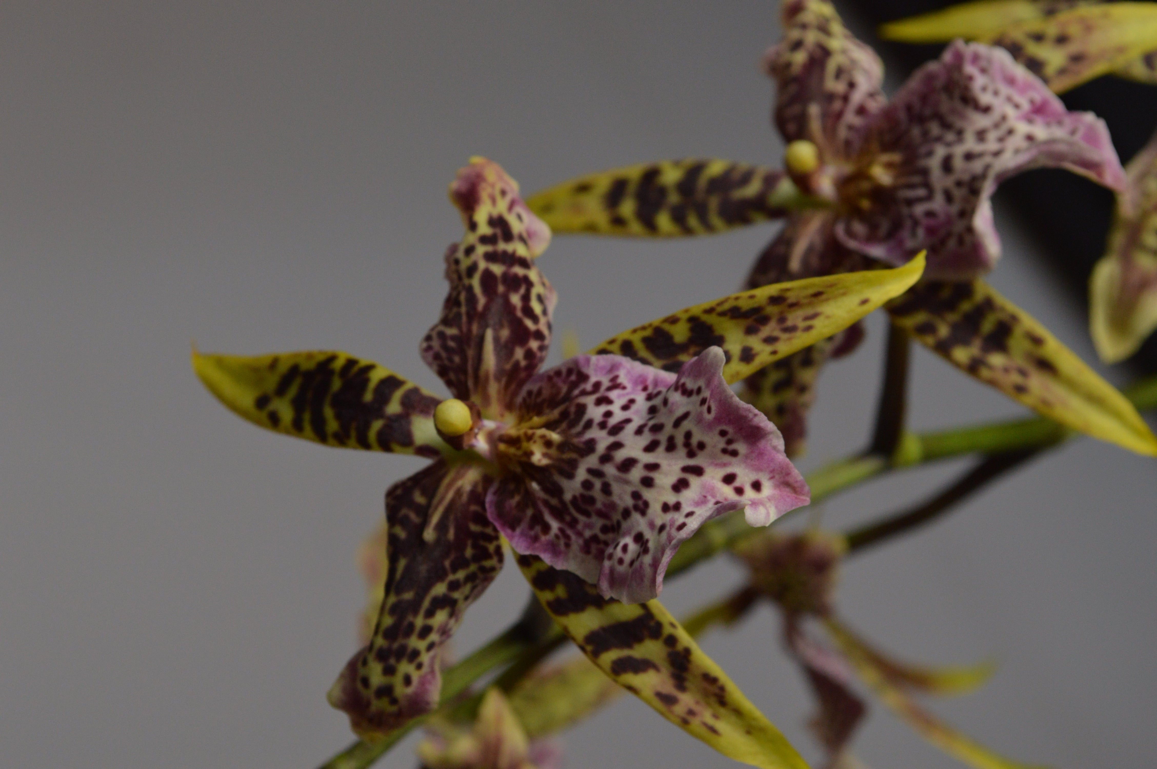Fragrant Brassia Orchid, yellow and pink