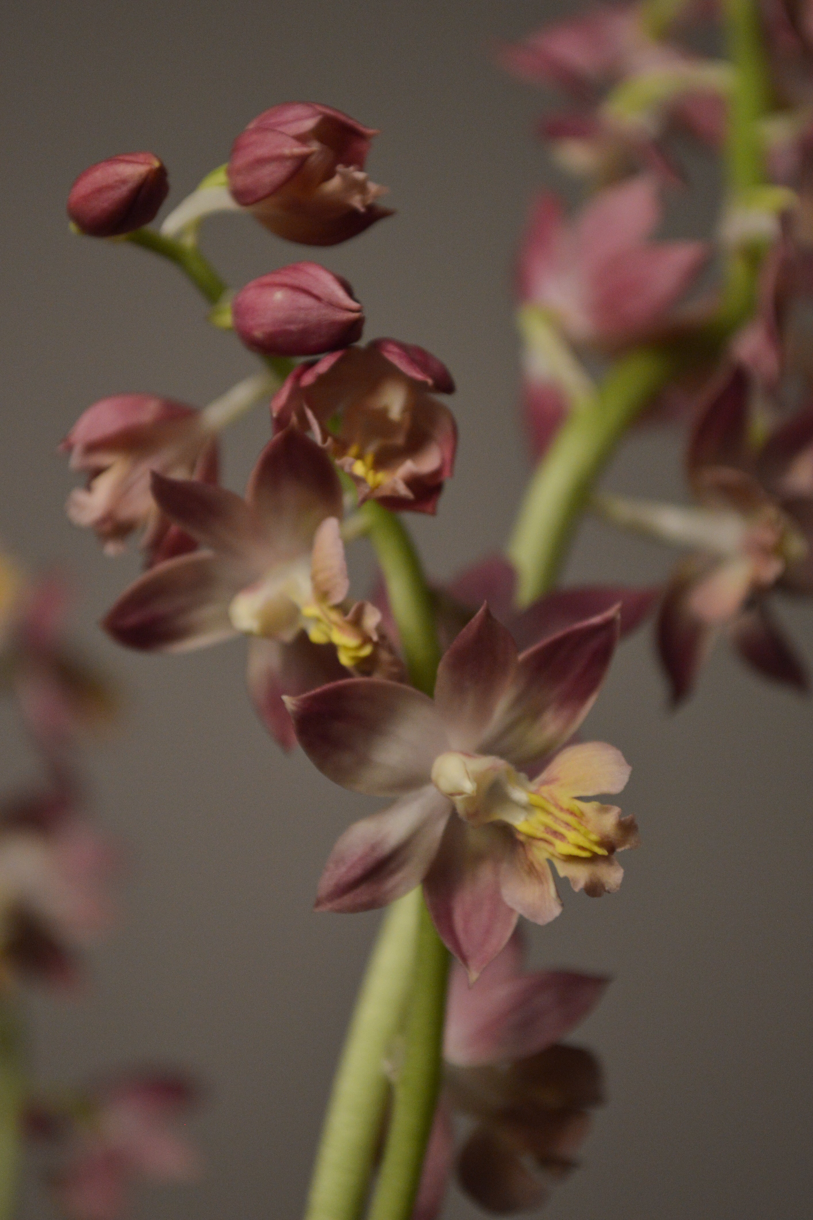 Close-up shot of the Garden Orchid showing the gorgeous pink blooming flowers 