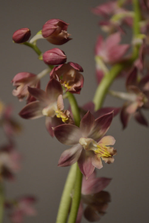 Close-up shot of the Garden Orchid showing the gorgeous pink blooming flowers 