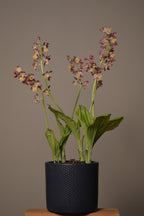 Garden Orchid soft delicate pink blooming flowers