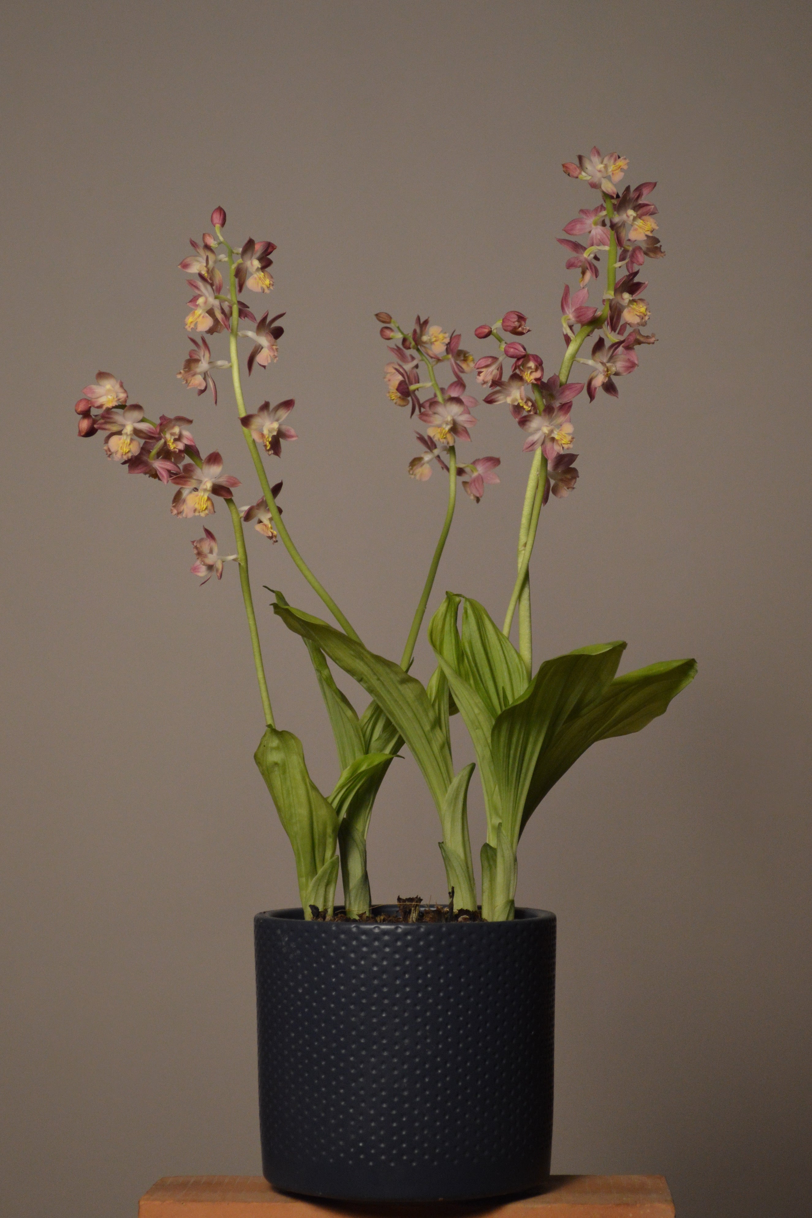 Garden Orchid soft delicate pink blooming flowers