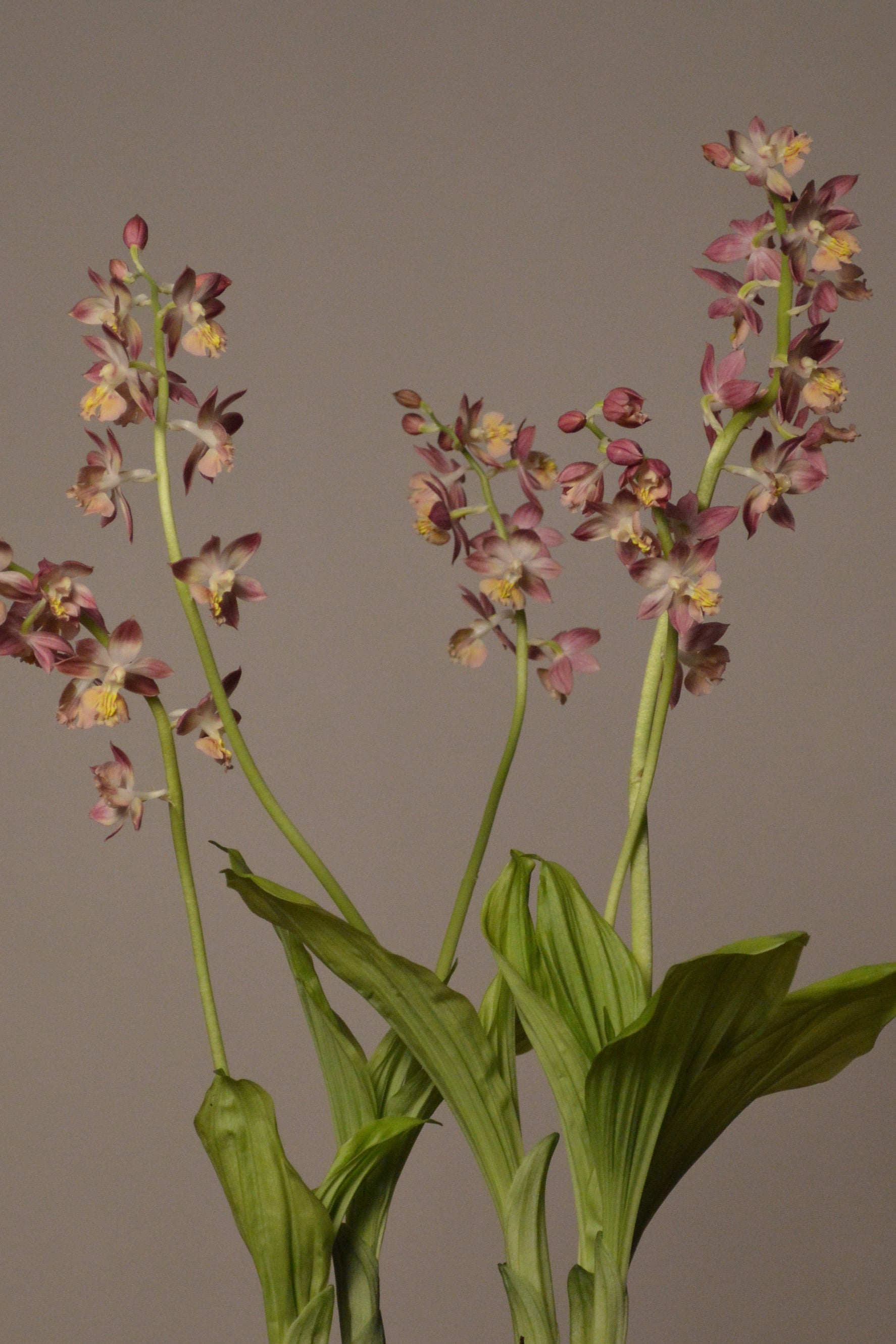 Mid-shot of the Garden Orchid, detailing the beautiful flowers and lush leaves