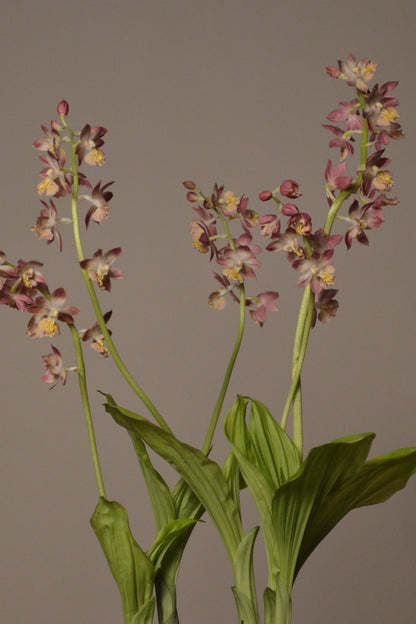 Mid-shot of the Garden Orchid, detailing the beautiful flowers and lush leaves