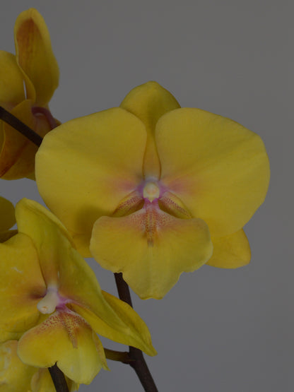 Yellow Phalaenopsis orchid flowers with subtle pinkish-purple centers on dark brown stems, set against a solid gray background.