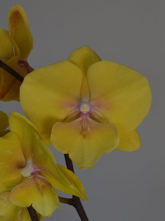 Yellow Phalaenopsis orchid flowers with subtle pinkish-purple centers on dark brown stems, set against a solid gray background.