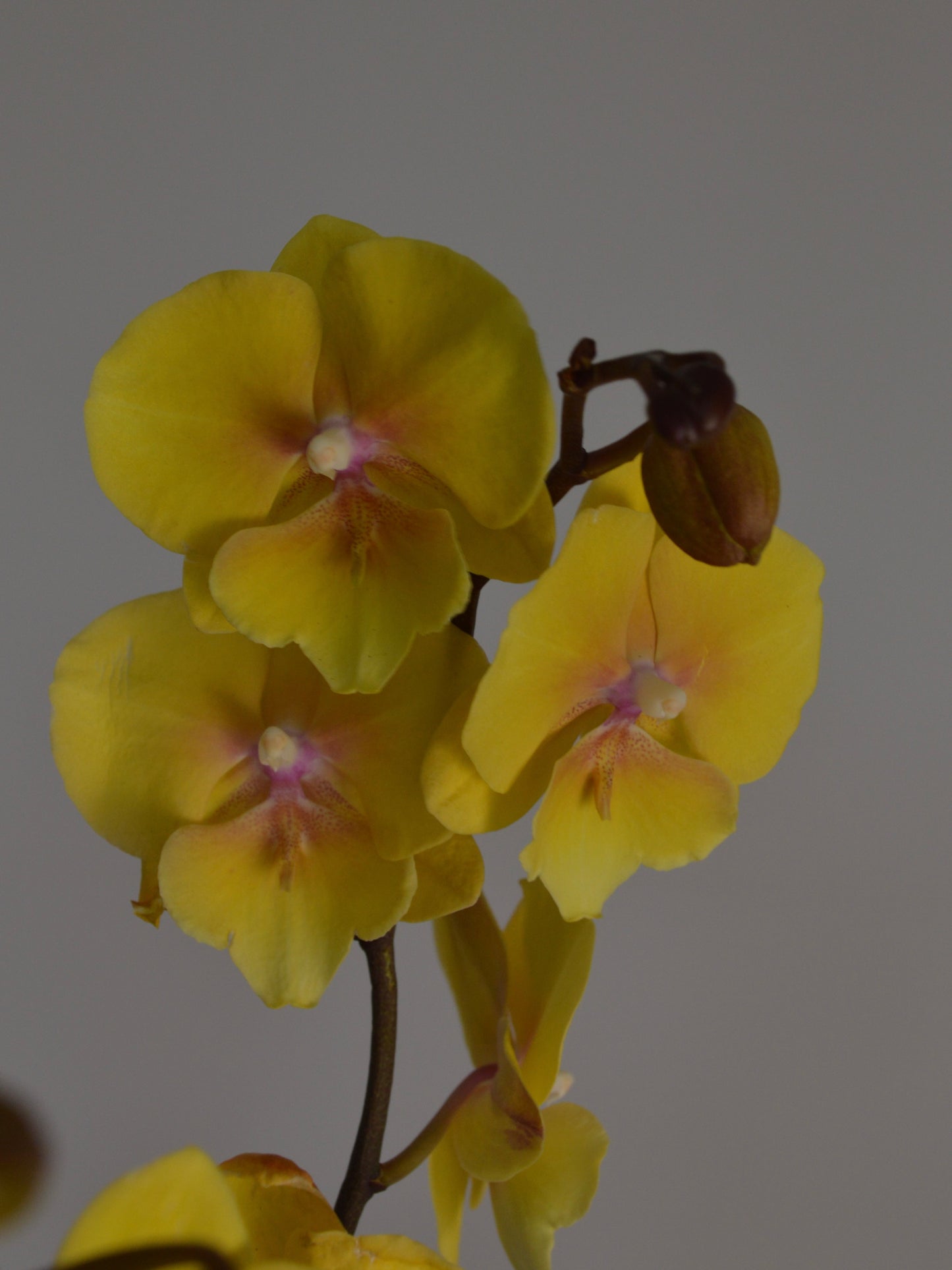 Yellow Phalaenopsis orchid flowers with subtle purple centers on a dark brown stem, set against a solid gray background.