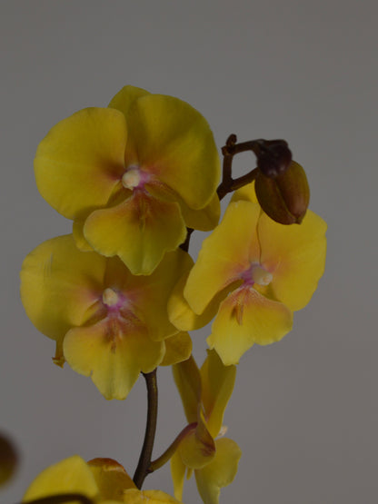 Yellow Phalaenopsis orchid flowers with subtle purple centers on a dark brown stem, set against a solid gray background.