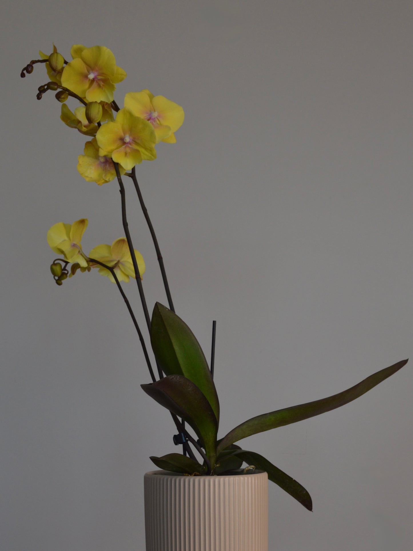 Yellow orchid flowers with dark green leaves arranged in a ribbed off-white ceramic pot against a plain gray background.