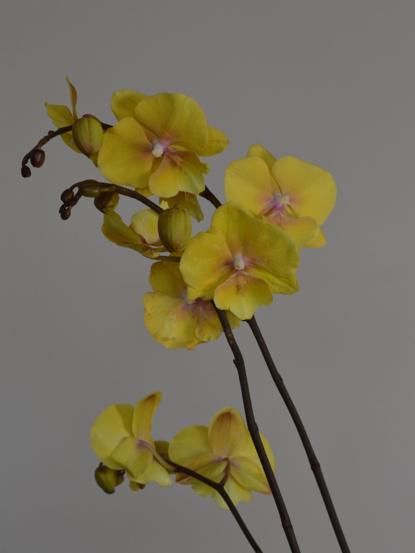 Yellow Phalaenopsis orchid flowers on dark brown stems against a solid grey background.