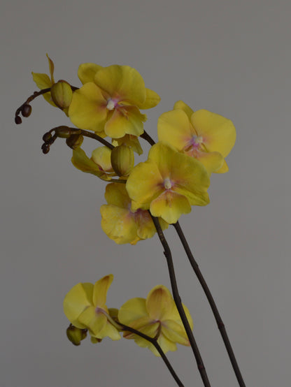 Yellow Phalaenopsis orchid flowers on dark brown stems against a solid grey background.