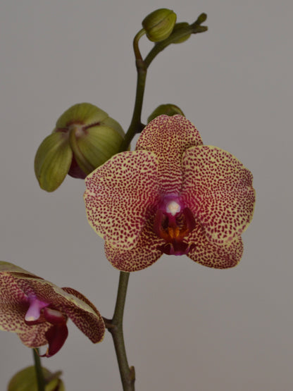 A close-up of a Phalaenopsis orchid stem with one fully bloomed flower and two buds against a plain grey background. The flower has speckled pinkish-purple petals with a yellow centre.