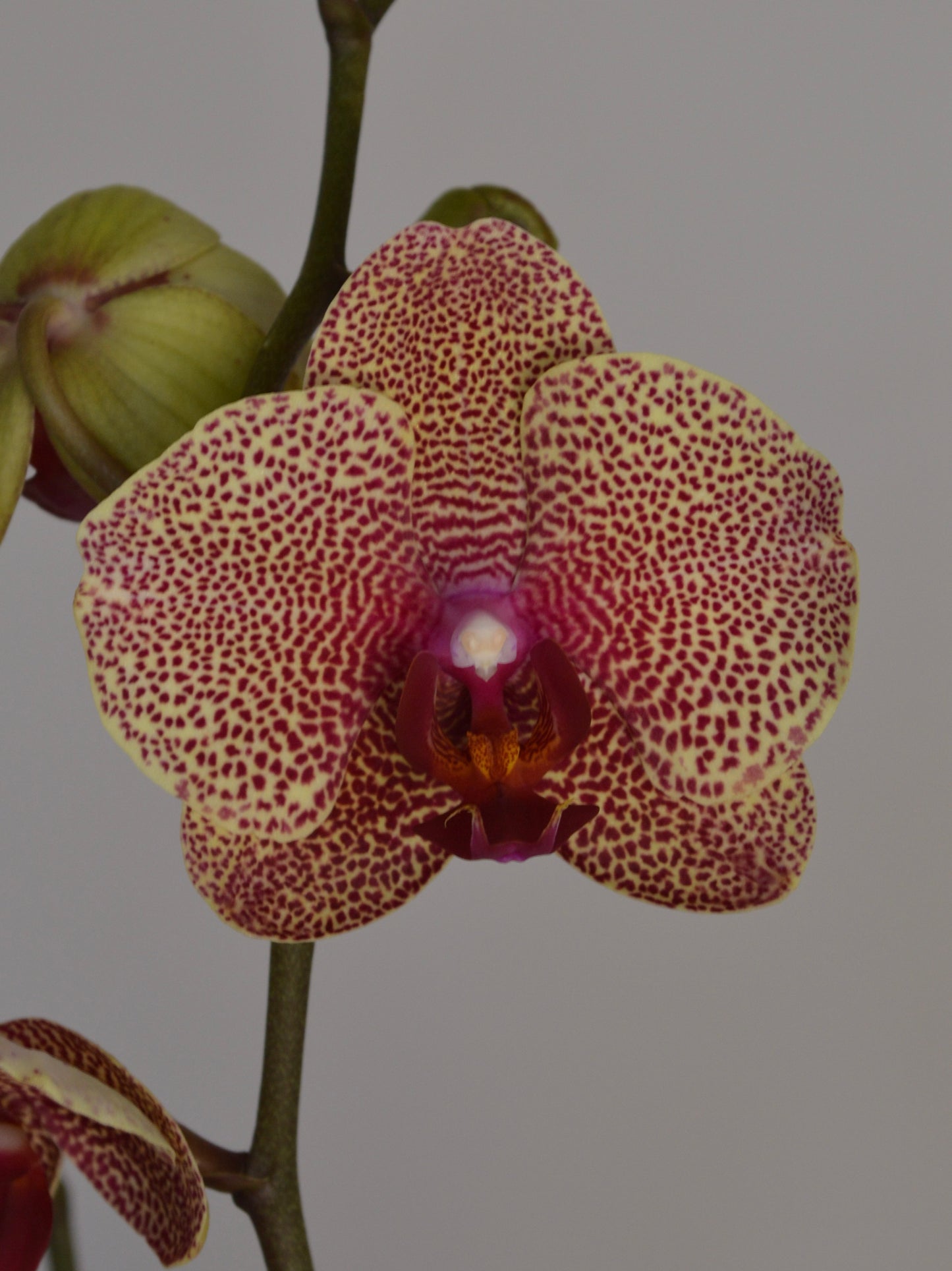 A close-up of a spotted Phalaenopsis orchid flower with cream petals covered in dense burgundy spots, a deep purple center, and a green stem against a plain gray background.