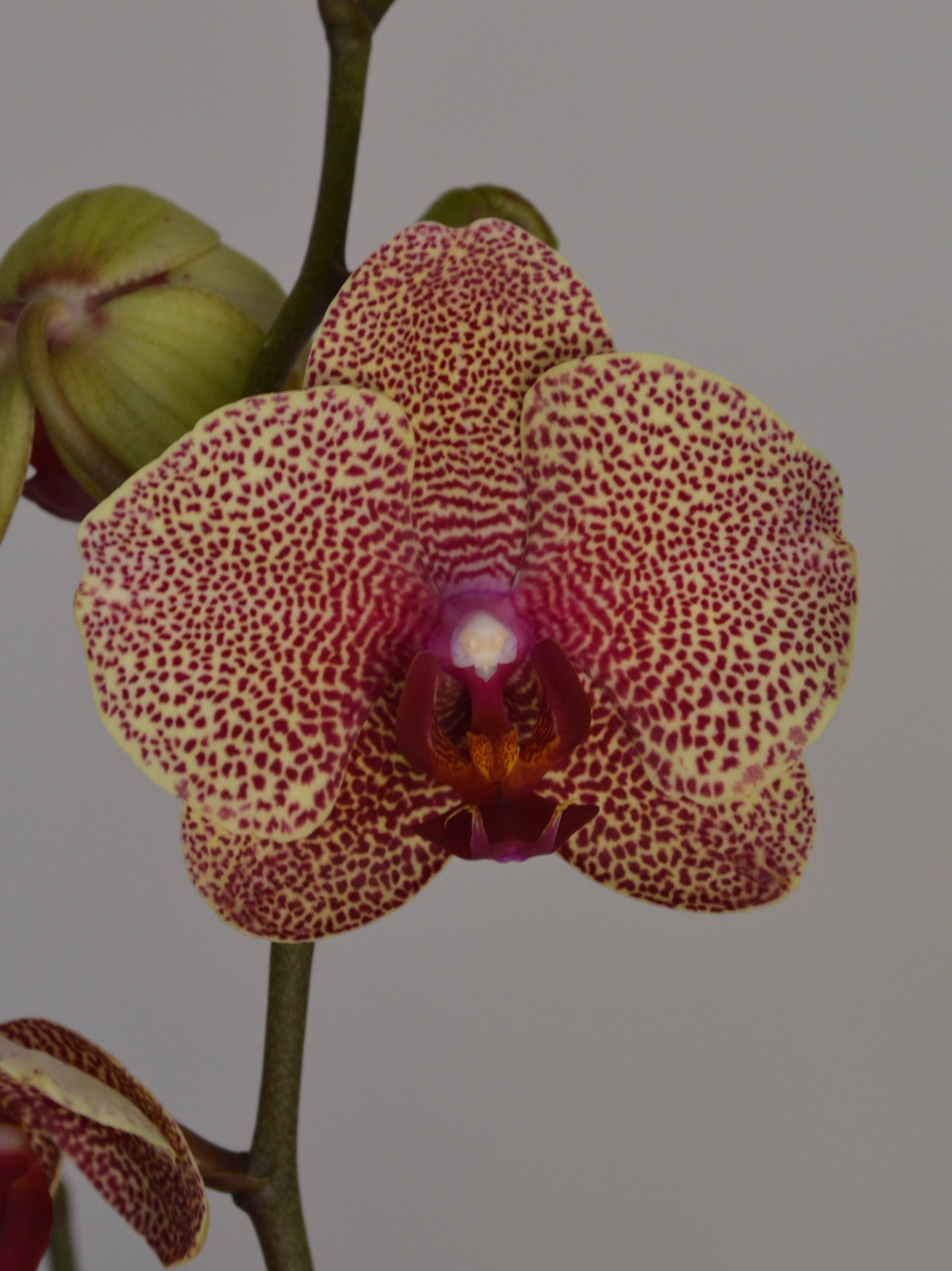 A close-up of a spotted Phalaenopsis orchid flower with cream petals covered in dense burgundy spots, a deep purple center, and a green stem against a plain gray background.