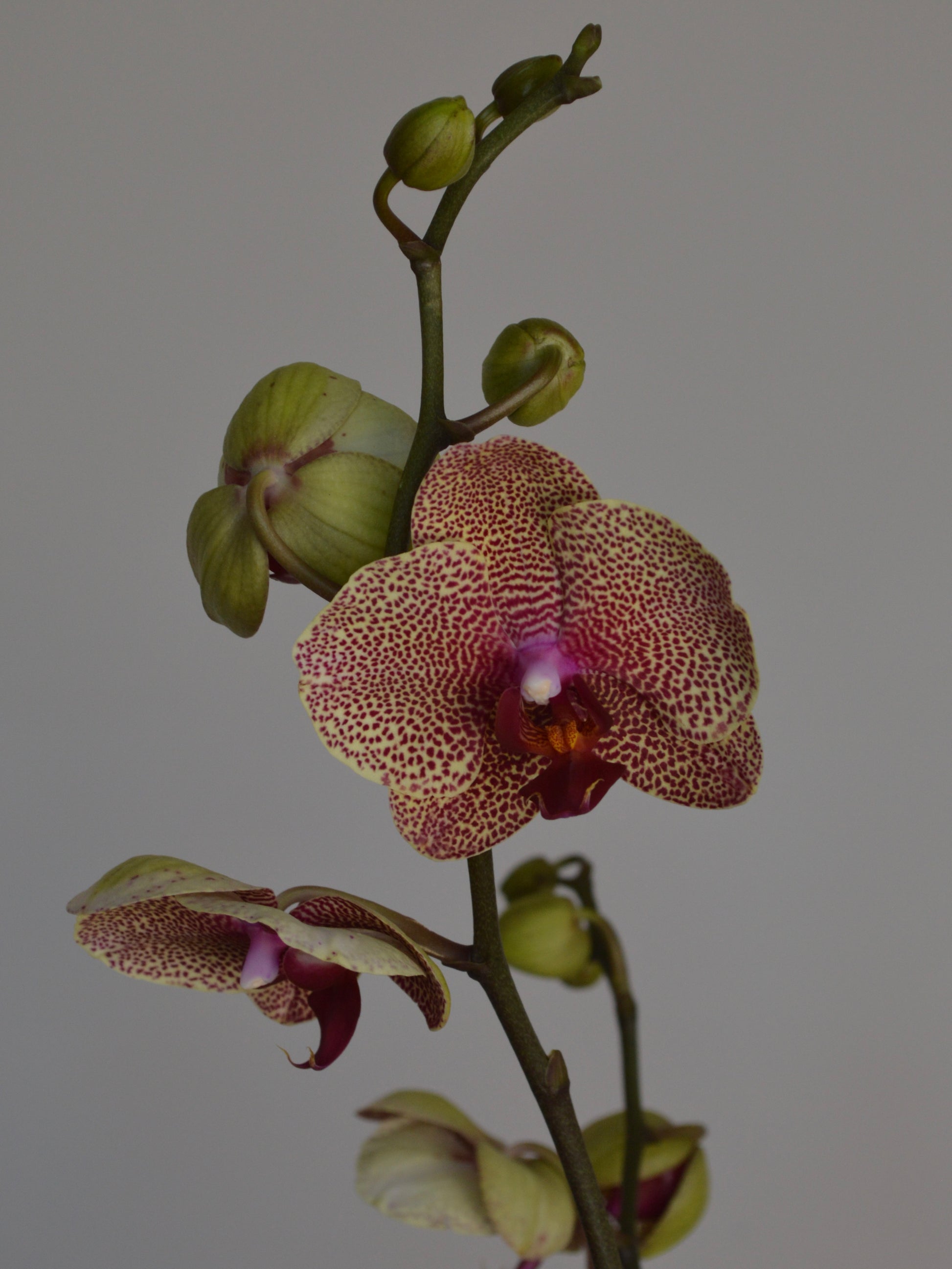 A close-up of a Phalaenopsis orchid stem with one fully opened flower and several buds against a plain light grey background.