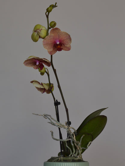 A potted Phalaenopsis orchid with two blooms and several buds, featuring beige with purple spots and cream petals with a purple centre, green leaves, and white roots in a pale green ceramic pot against a plain grey background. 