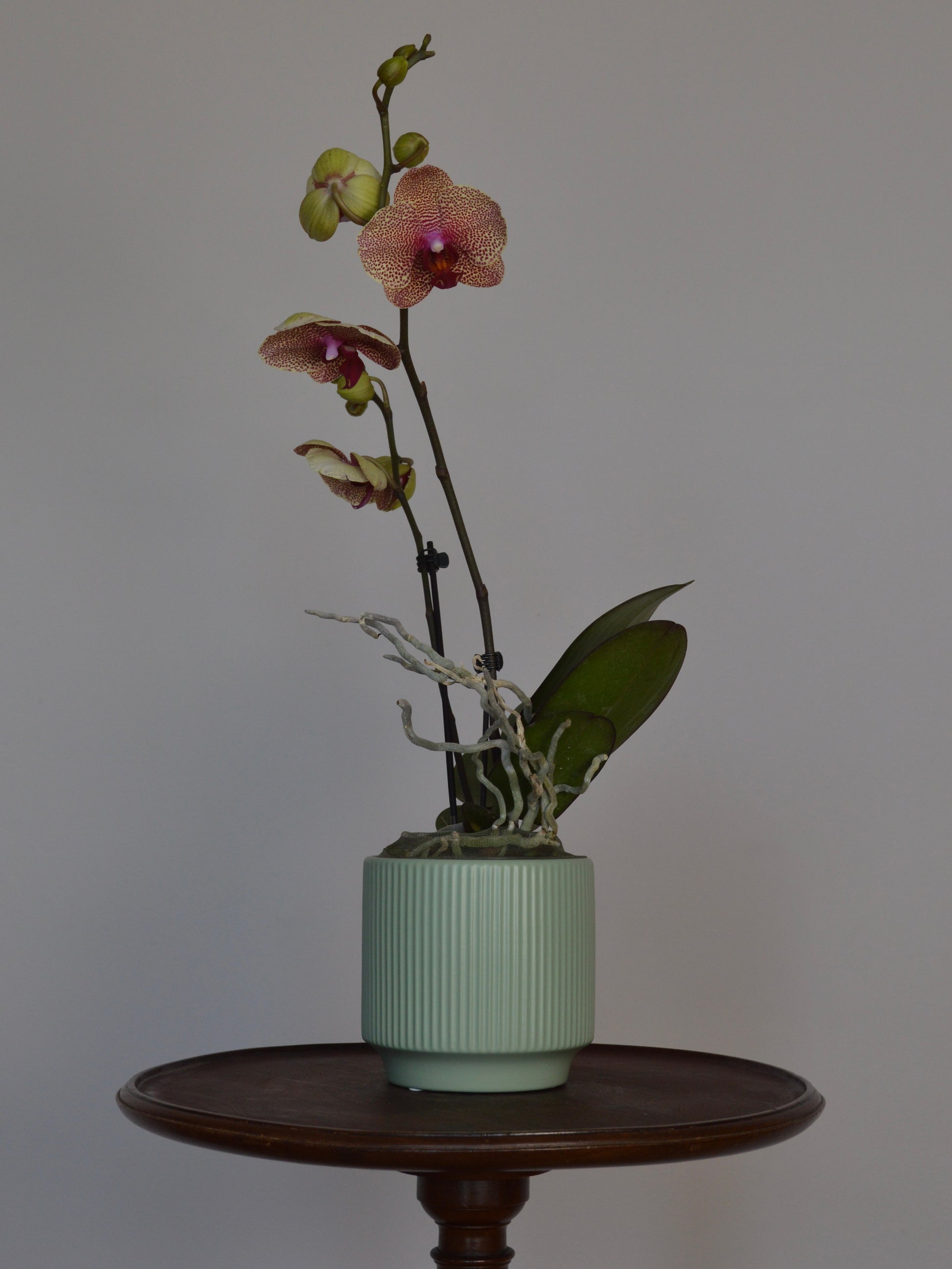 A potted Phalaenopsis orchid plant with pink and green flowers and dark green leaves, arranged in a ribbed pale green ceramic pot and displayed on a round dark wooden table against a plain light grey wall.