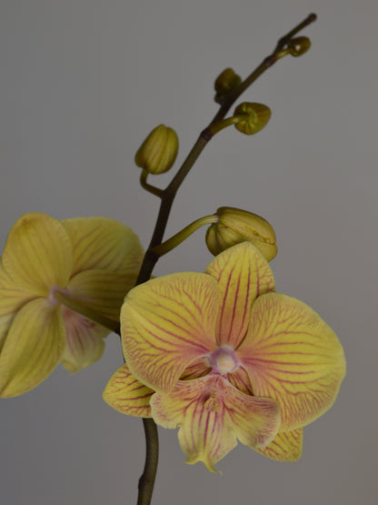 A close-up of a yellow orchid flower with pinkish-purple veining on its petals, attached to a dark stem with several buds, set against a solid grey background.