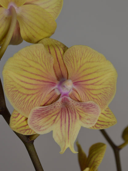 A close-up of a yellow Phalaenopsis orchid flower with pinkish-purple veining on its petals, shown against a neutral grey background.