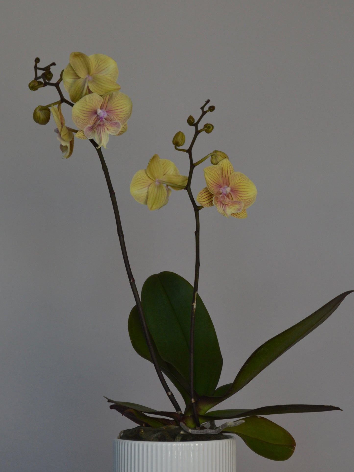 A potted yellow Phalaenopsis orchid with dark green leaves and pale yellow flowers with pink centres, in a white ribbed ceramic pot against a plain grey background.