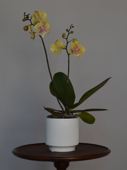 A potted yellow Phalaenopsis orchid with pale pink centres, displayed in a white ribbed ceramic pot on a dark wooden round table against a plain grey wall.