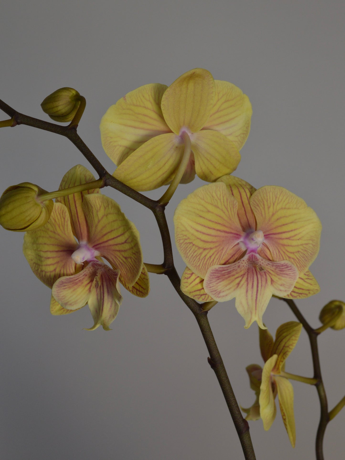 A close-up of a yellow Phalaenopsis orchid flower with pale pink-purple veining and buds on a dark branch against a plain grey background.