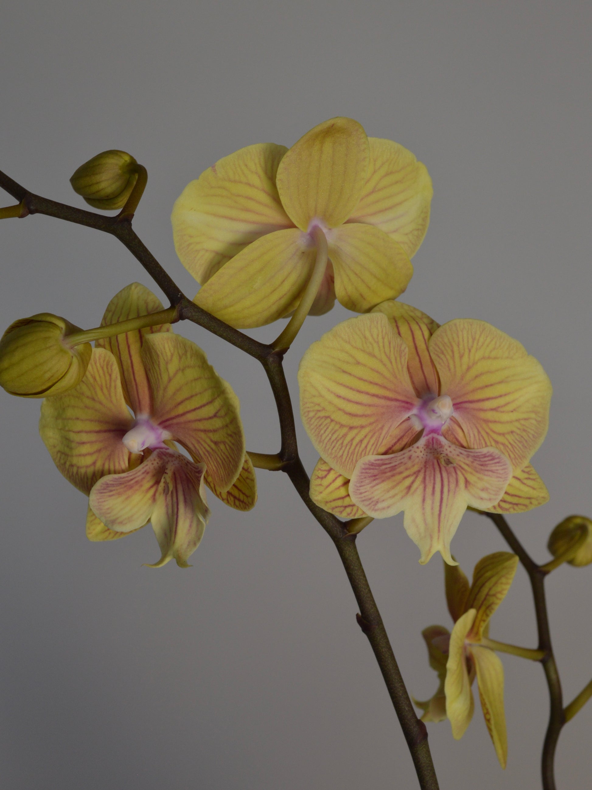 A close-up of a yellow Phalaenopsis orchid flower with pale pink-purple veining and buds on a dark branch against a plain grey background.