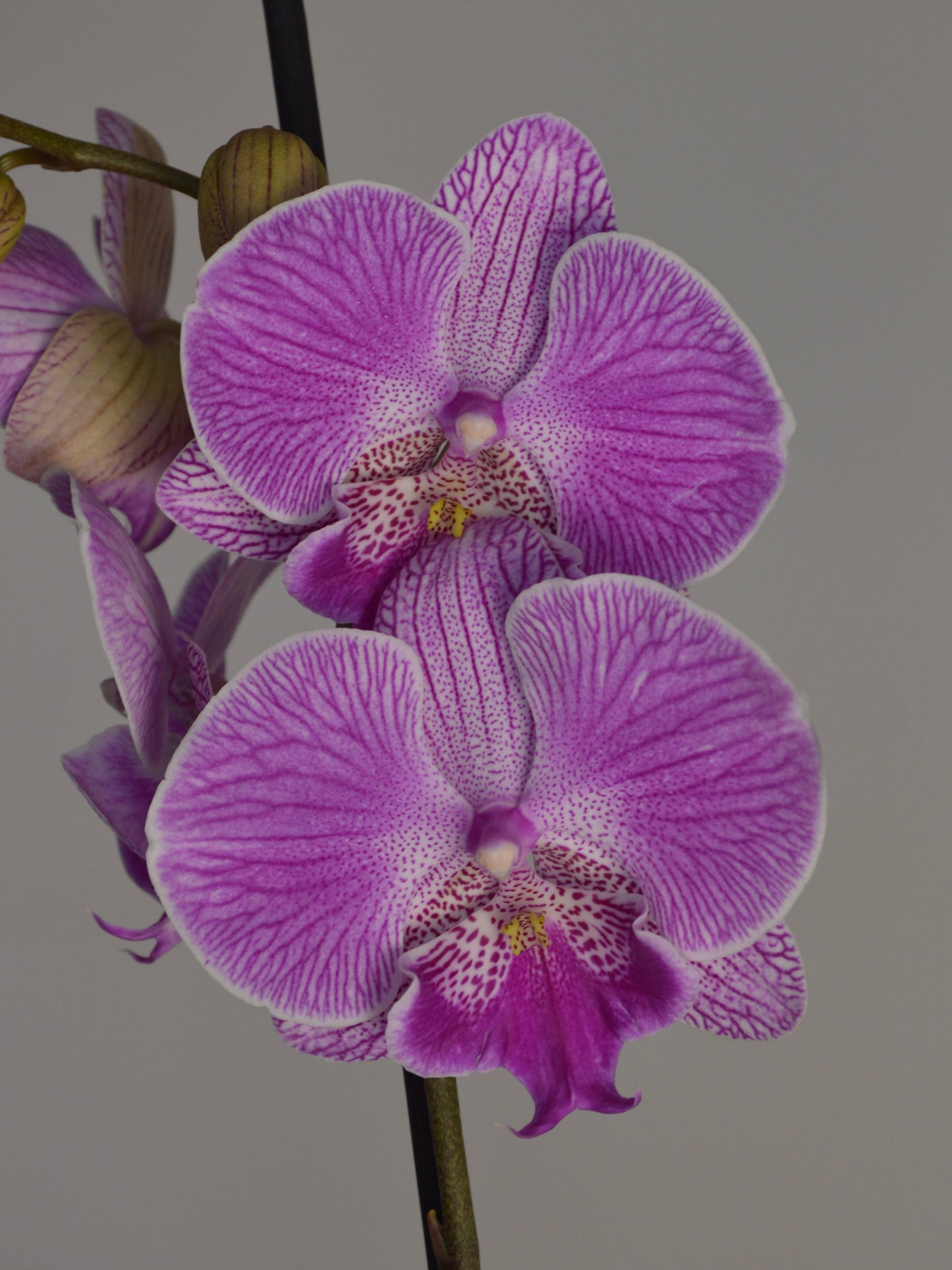 A close-up of a purple and lavender orchid flower with purple veining and a speckled lip, shown against a plain grey background.