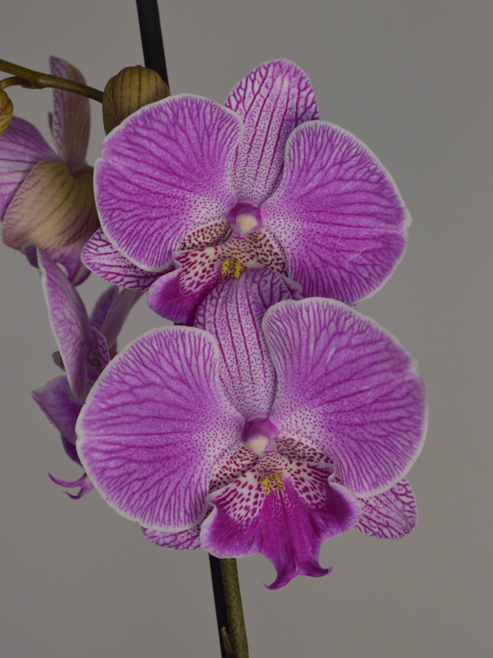 A close-up of a purple and lavender orchid flower with purple veining and a speckled lip, shown against a plain grey background.