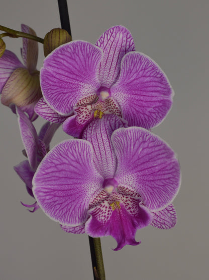 A close-up of a purple and lavender orchid flower with purple veining and a speckled lip, shown against a plain grey background.