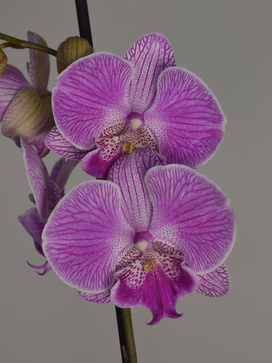 A close-up of a purple and lavender orchid flower with purple veining and a speckled lip, shown against a plain grey background.