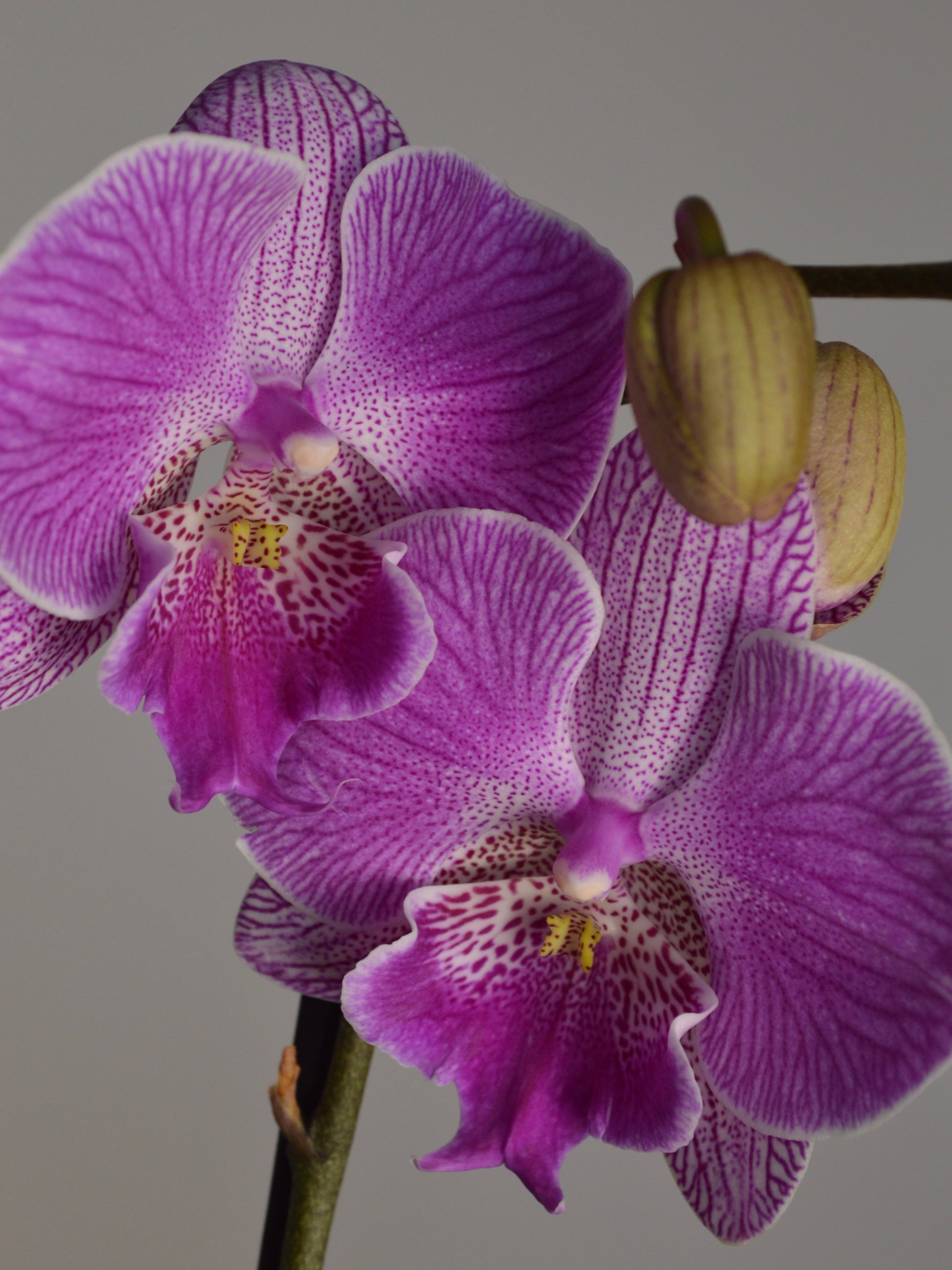 Close-up of a purple and magenta Phalaenopsis orchid flower with a pale yellow-green bud, set against a solid grey background.