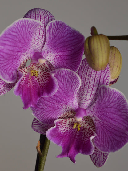 Close-up of a purple and magenta Phalaenopsis orchid flower with a pale yellow-green bud, set against a solid grey background.