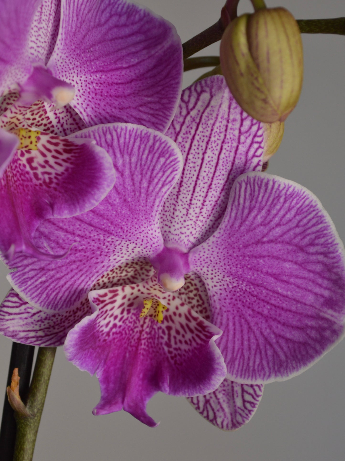 Close-up of a purple and magenta Phalaenopsis orchid flower with a spotted lip and a yellow centre, shown against a plain grey background.