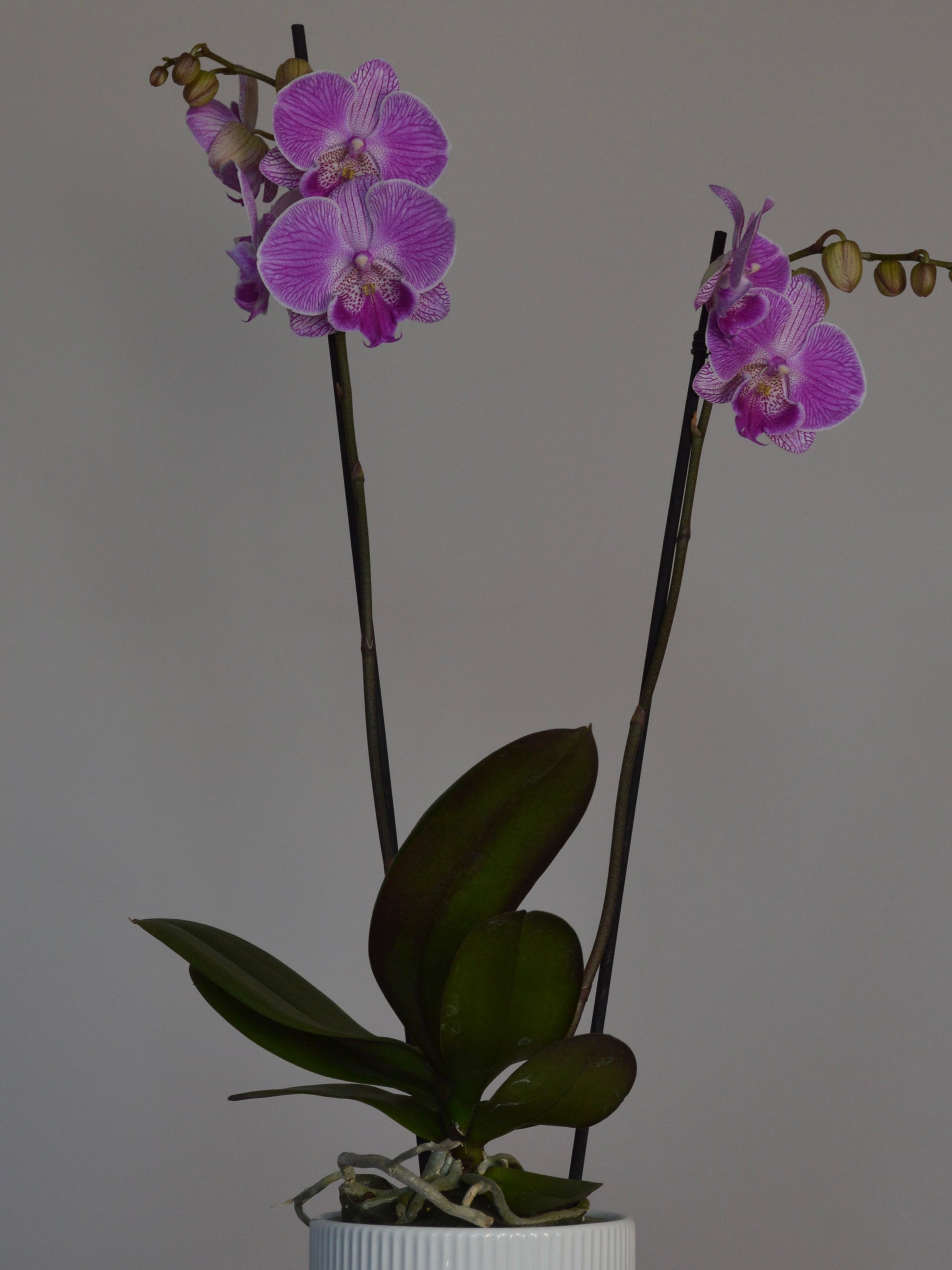 A potted purple Phalaenopsis orchid with two flowering stems and dark green leaves, set against a plain light gray background.