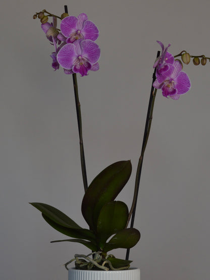 A potted purple Phalaenopsis orchid with two flowering stems and dark green leaves, set against a plain light gray background.