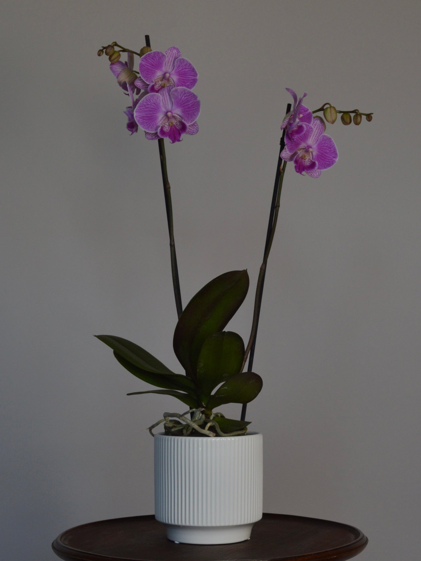 Laura | Purple, Big Lip Phalaenopsis Orchid