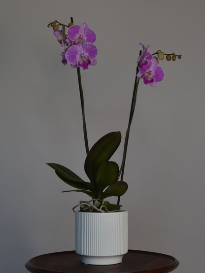 Laura | Purple, Big Lip Phalaenopsis Orchid