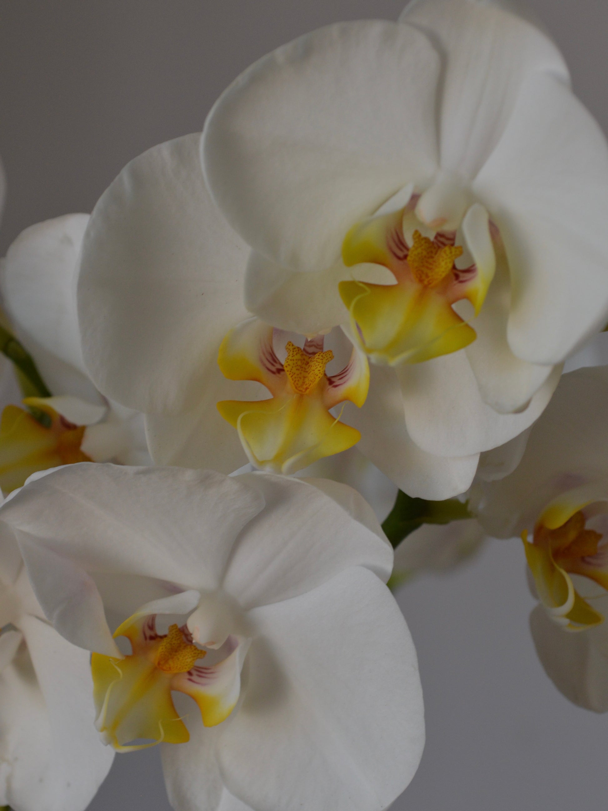 White Phalaenopsis orchids with yellow and purple centers, shown in a close-up shot against a neutral gray background.
